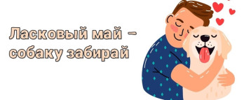 Проведение в ДОУ зоозащитной акции "Ласковый май - собаку забирай" Проведение в ДОУ зоозащитной акции "Ласковый май - собаку забирай".