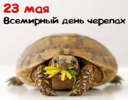 23 мая отмечают День черепахи 23 мая отмечают День черепахи.